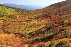登って食べる価値がある！紅葉と共に楽しみたい志賀高原の標高グルメの画像