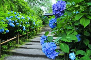 6月が見頃！ 鎌倉の「紫陽花」2大スポット＆おすすめランチ10選の画像