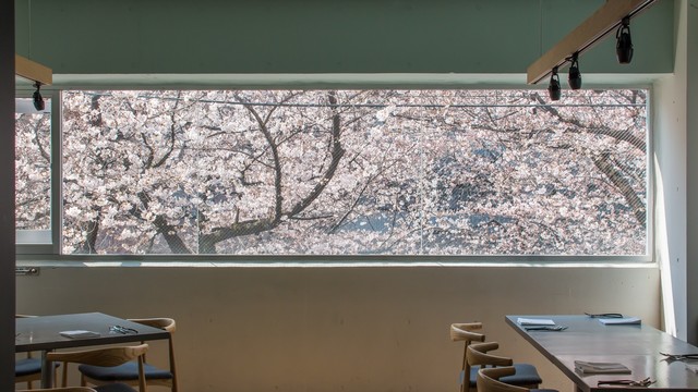 大きな窓から満開の桜を眺めることができる